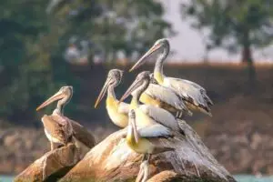 bird sanctuary mysore