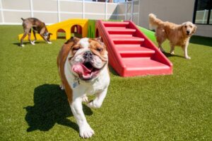 tips for travelling with pets to a resort