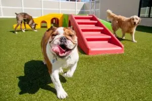 tips for travelling with pets to a resort